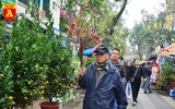 Rực rỡ sắc xuân ở chợ hoa Hàng Lược